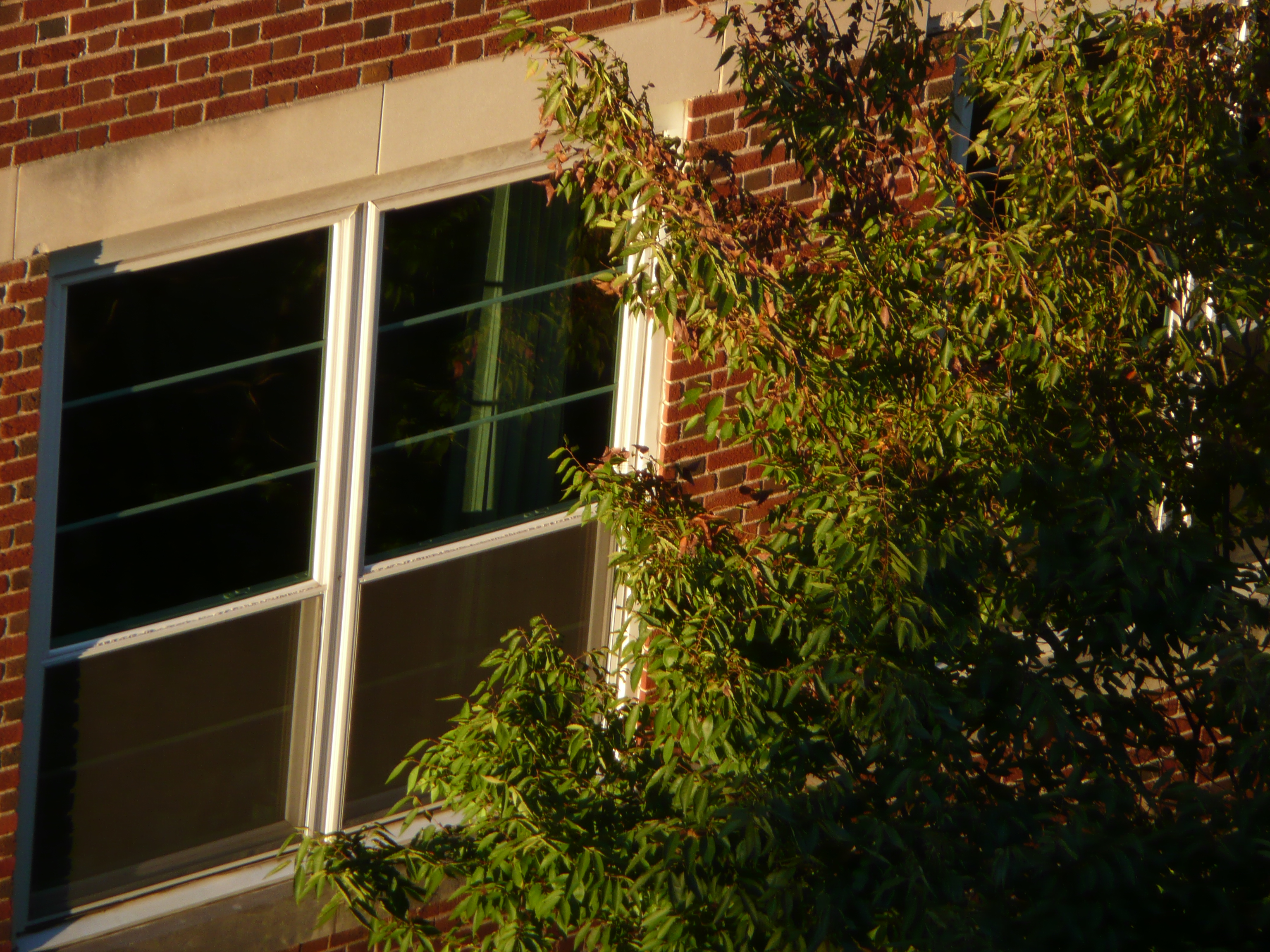 a cropped in image of a window of a red brick building and the top of a tree lit by an evening sun.